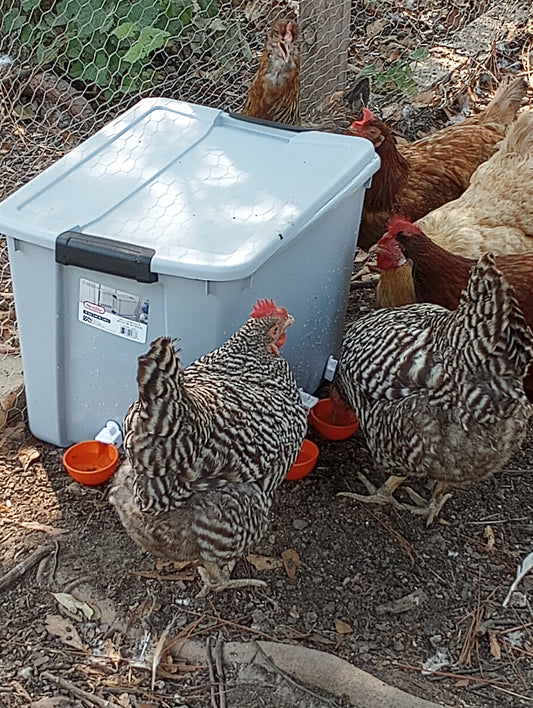 I MADE A CHICKEN WATERER